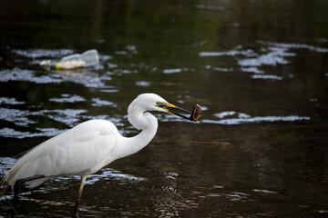 Large egret (eastern great egret) catching a fish (loach) in the river.