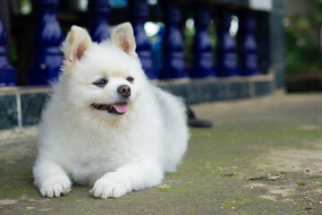 fat dog White dog Pomeranian Puppy, wait for the owner to come back home