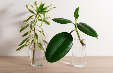 Dracaena and ficus seedlings with roots in transparent bottles on a wooden table. Home gardening...