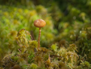 Small tiny mushroom growing in green moss in the forest