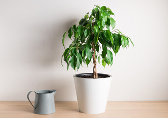 Houseplant Ficus Benjamina with braided stem and metal watering can on table. houseplant care concept. home gardening.