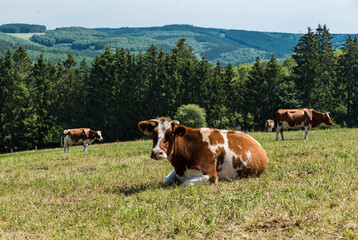 Fototapeta na wymiar Grazing brown cows on a green meadow in East Belgium
