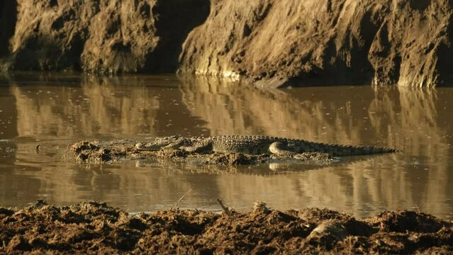 A crocodile basks in the sun on a small island in the middle of a river in the wild African savannah in the Serengeti National Reserve in Tanzania