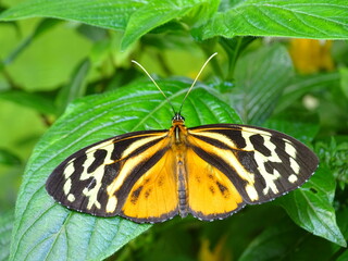 butterfly on leaf
