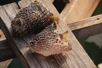 Close up of sun dried puffer fish or fugu