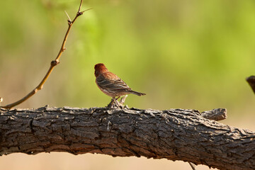 Red House Finch male (Carpodacus mexicanus) perched on a branch. Sprintime in the Texas Desert