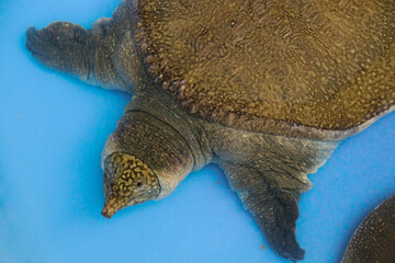 A rare Asiatic softshell turtle or black-rayed softshell turtle (Amyda cartilaginea) rescued from...