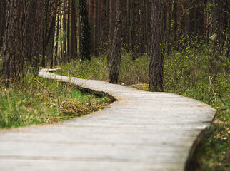 Ścieżka wśród drzew. © Wojciech
