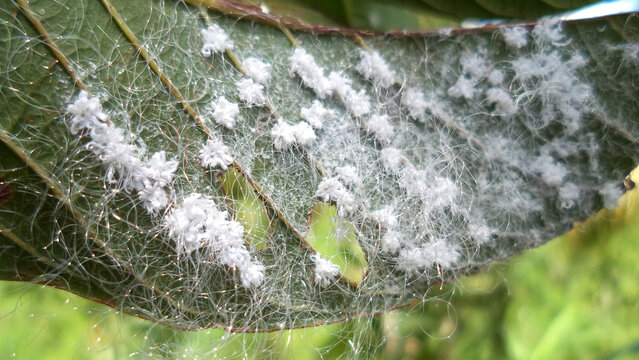 Mealybugs