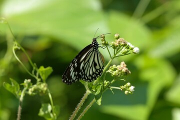 Macro view of an Old World swallowtail (Papilio machaon) on a wildflower in the green garden