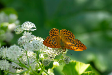 Silver-washed Fritillary butterfly (Argynnis paphia) sitting on white flower in Zurich, Switzerland