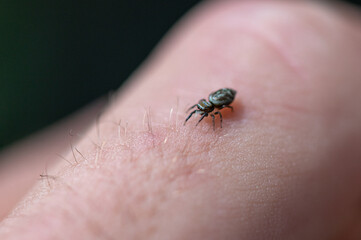 Salticidae - Icius subinermis sur doigt