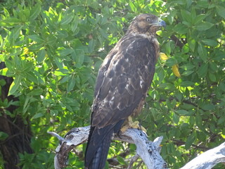 hawk on the tree