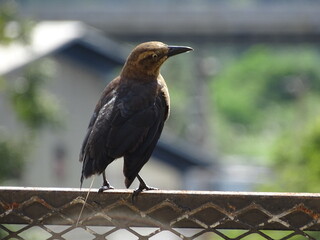 bird on the fence