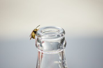 Shallow focus shot of a wasp on a glass bottle - Powered by Adobe
