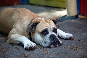 English Bulldog laying down with eyes open and staring on a hot day.. Near Pender Harbour, British Columbia