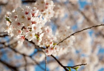 Obraz premium cherry tree blossom