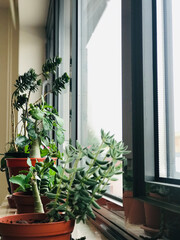 window with flowers in pots