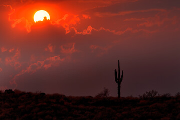 Lonely Saguaro Cactus