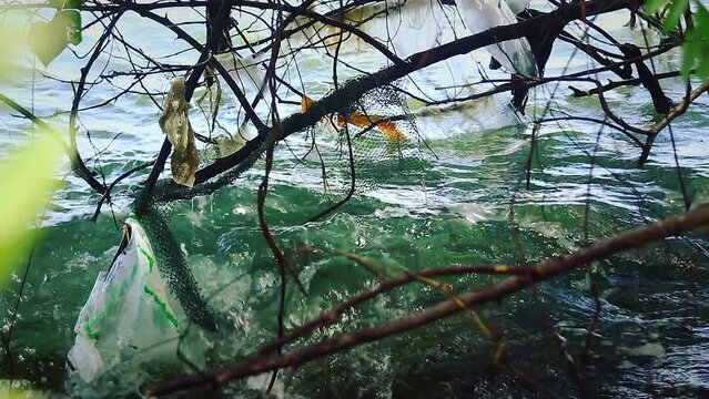 Plastic Garbage and Ghost Nets Caught In Overhanging Branches