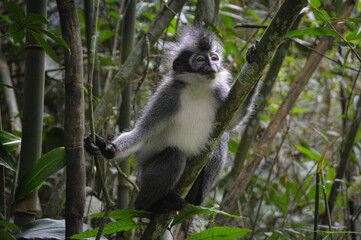 Thomas leaf monkey also known as Thomas Langur or Presbytis thomasi spotted in Bukit Lawang in North Sumatra Indonesia