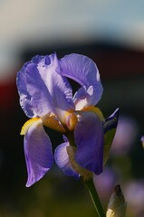 A blue iris against the sunlight.