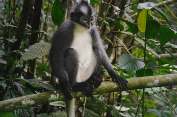 Thomas leaf monkey also known as Thomas Langur or Presbytis thomasi spotted in Bukit Lawang in North Sumatra Indonesia