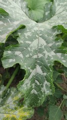 Zucchini leaf close-up