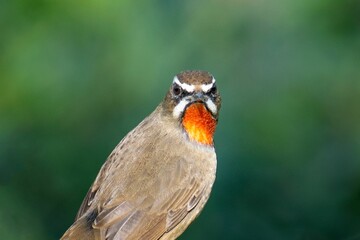 Shallow focus shot of a Himalayan rubythroat bird looking at camera with blurred green background
