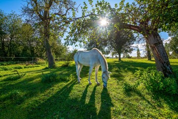Beautiful shot of a white Arabian horse grazing in the park with trees and sunlight