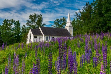 View of the St. Mathews church in the middle of a lupine field, Sugar Hills, New Hampshire