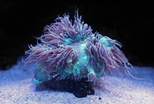 Elegance Coral