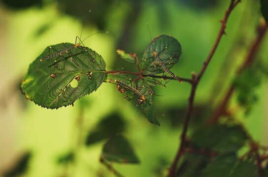 Selective focus shot of stick insects on leaves