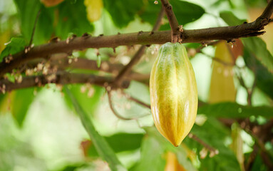 Bright yellow cacao pod