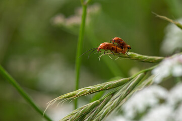 Reproduction de Téléphore fauve