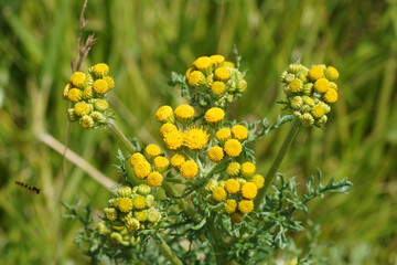 Jacobaea vulgaris subsp. dunensis (syn. Senecio) ' Family Mints (Asteraceae or Compositae). July. Yellow flowers of the ragwort with blurred tall grass on the background.