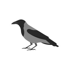 Crow city bird. Vector color hand drawn illustration isolated on white background.