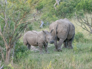 Baby Rhino Looking back at the Camera with his mom walking away