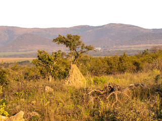 Termite Mound on Safari inKruger Park