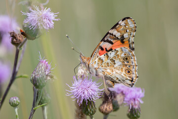 Painted lady butterfly (Vanessa cardui) rests on a thistle blossom.