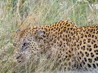 Fototapeta na wymiar Leopard Hiding in the Grass