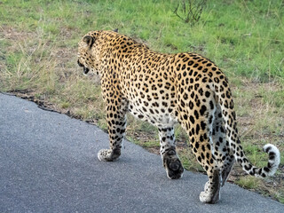 Leopard Walking Down the Road