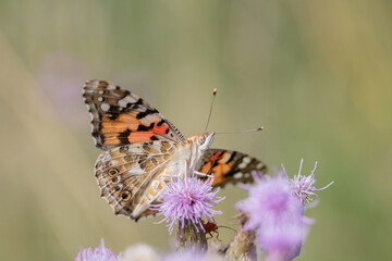 Painted lady butterfly (Vanessa cardui) rests on a thistle blossom.