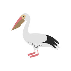 Pelican bird. Vector color hand drawn illustration isolated on white background.