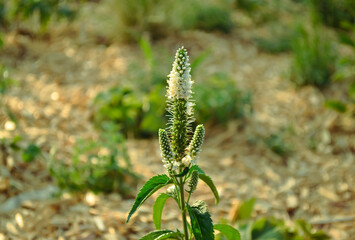 Veronica longifolia plant with white flowers and green leaves close-up against the background of green grass patches in bokeh