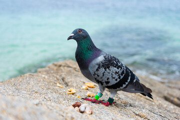 ringed dove on the beach with beautiful plumage looking at the camera