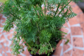Pot of till. Till herb growing naturally in home kitchen or garden.