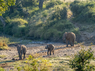Fototapeta na wymiar Family of Elephants Walking towards Water