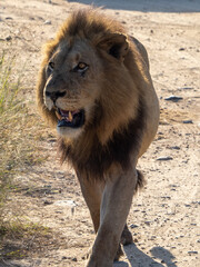 Lion Walking in the Road