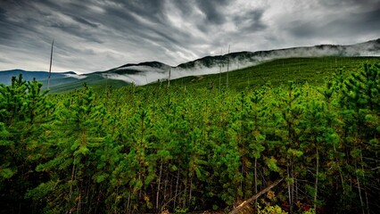 Scenic view of the Flathead National Forest under dramatic sky with fluffy clouds, Montana, USA